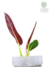Philodendron subhastatum M - comprar online