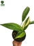 Epipremnum amplissimum 'variegata' M - comprar online