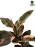 Ficus elastica 'Ruby' - comprar online