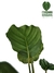 Calathea orbifolia - comprar online