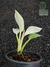 Philodendron 'Birkin' - comprar online