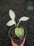 Philodendron 'Birkin'