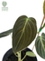 Philodendron melanochrysum M na internet