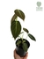 Philodendron melanochrysum M - comprar online