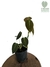 Philodendron melanochrysum M