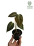 Philodendron melanochrysum P - comprar online