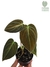 Philodendron melanochrysum P