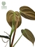 Philodendron melanochrysum P na internet