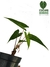 Philodendron brevispathum na internet