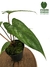 Philodendron brevispathum - comprar online