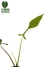 Philodendron x joepii M - comprar online
