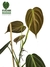 Combo Philodendron sodiroi + melanochrysum na internet