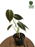 Combo Philodendron sodiroi + melanochrysum - comprar online