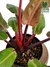 Philodendron 'Red Sun' M - comprar online