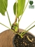 Philodendron sharoniae M na internet