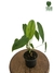 Philodendron sharoniae M