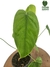 Philodendron sharoniae M - comprar online