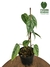 Combo Philodendron sodiroi + melanochrysum - Folhas Raras