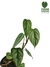 Combo Philodendron sodiroi + melanochrysum - loja online
