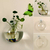 Vaso Esférico de Plantas em Vidro na internet