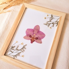 Quadro Orquídea Phalenopsis Rosa M. (Fundo branco)