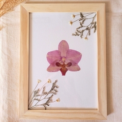 Quadro Orquídea Phalenopsis Rosa M. (Fundo branco) - comprar online