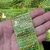 Galão Paetê Verde Irisado para costurar