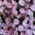 Mini Rosas em Poliéster 144 unidades - loja online