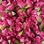 Mini Rosas em Poliéster 144 unidades - comprar online