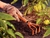 Ancinho Metálico com 3 Dentes para Jardinagem com Cabo de Madeira 77909/001 - Tramontina na internet