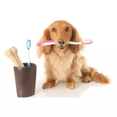 Pasta Dental Pet-O-Dent - comprar online