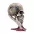 Metallica - Skull Sad But True (22CM) - ANIMALS COLLECTIBLES