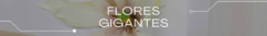 Banner de la categoría Flores Gigantes