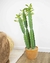 Cactus 77Cm - Plantas y Flores Deco