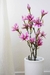 Magnolia 75Cm - Plantas y Flores Deco