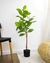 Ficus Elástica 110Cm - comprar online
