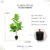 Ficus Elástica 110Cm - tienda online