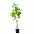 Ficus Elástica 110Cm