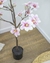 Árbol Magnolia 110Cm - Plantas y Flores Deco