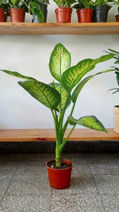 Dieffenbachia Tropic en internet