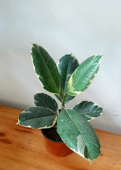 Gomero Variegado (rosado)