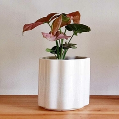 Syngonium Rosado - comprar online