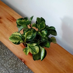 Peperomia Variegada (tamaño mediano) en internet