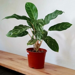 Aglaonema "Maria" en internet