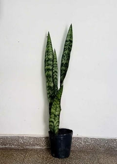 Sansevieria Grande