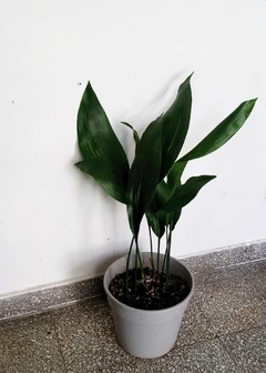 Aspidistra - Hoja de Salón - comprar online