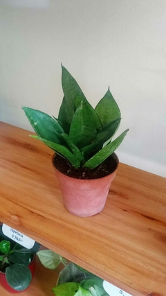 Sansevieria Enana - Mediano - Hasta la Raíz