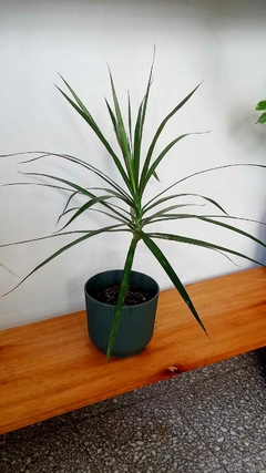 Dracaena Marginata - comprar online