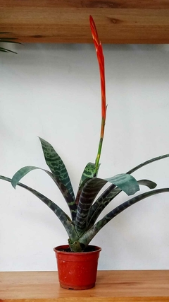 Bromelia Vriesea Splendens en internet