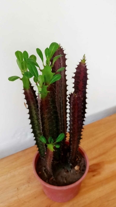 Euphorbia Trigona Rubra - tienda online